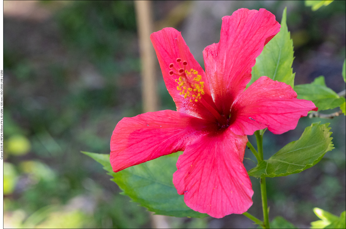 China-Hibiskus [Hibiscus rosa-sinensis]