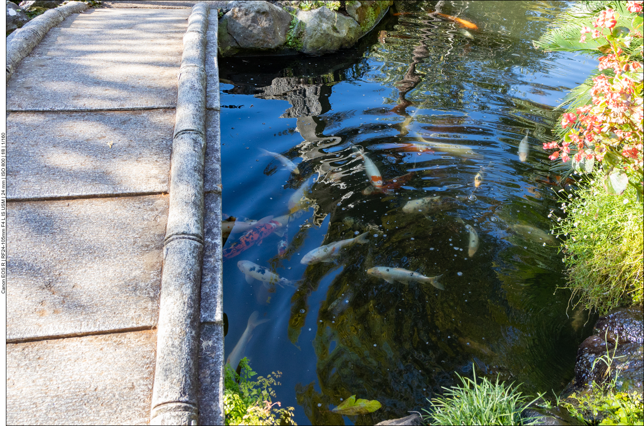 Kois sammeln sich im Schatten des Brückchens