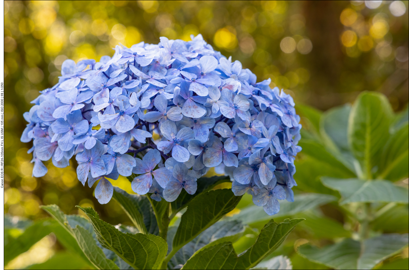 Wieder eine schöne blaue Hortensie