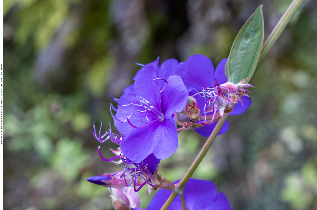 Glänzende Tibouchina [Tibouchina urvilleana]