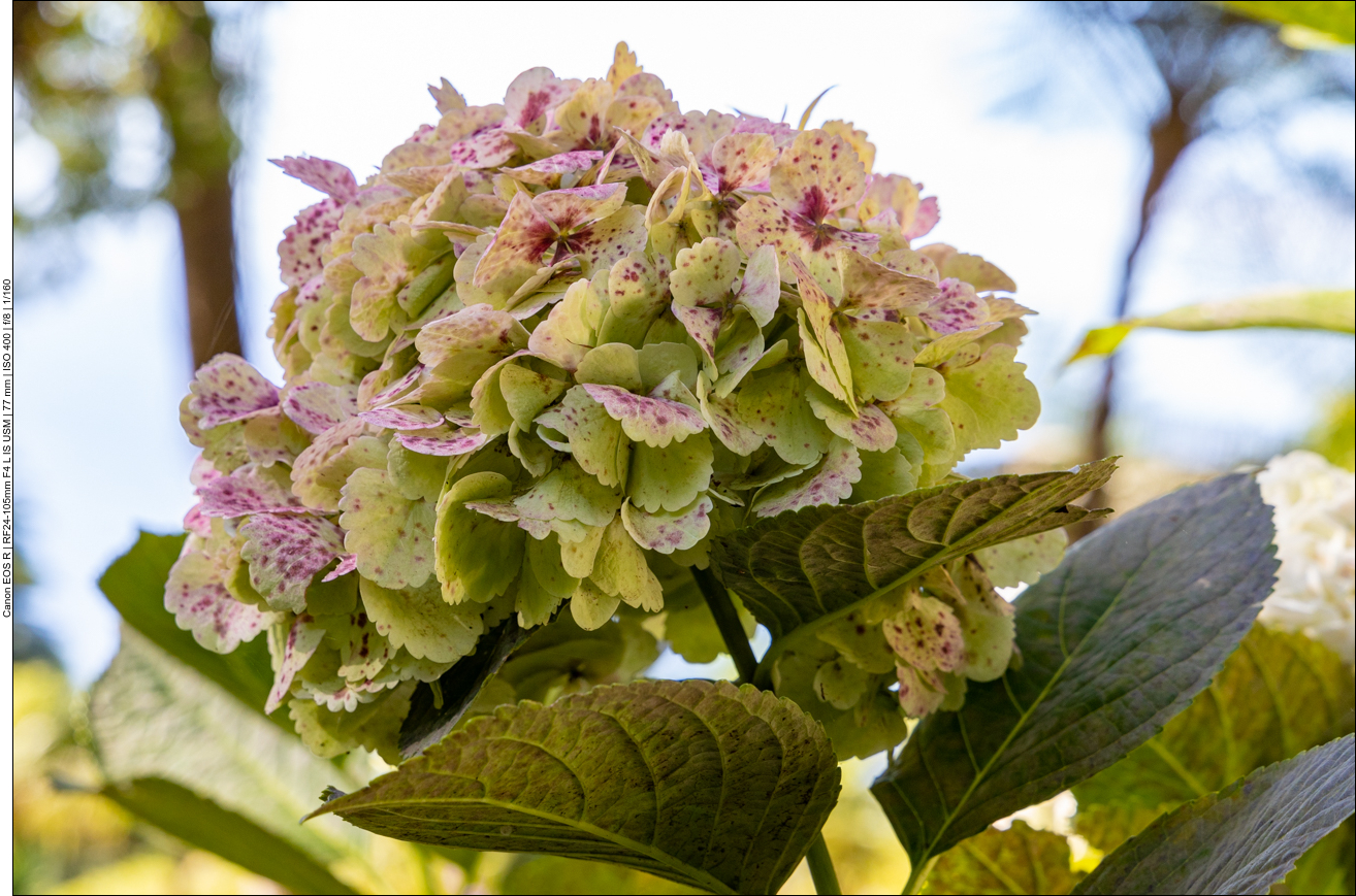 Hortensie, diesmal weiß und rosa