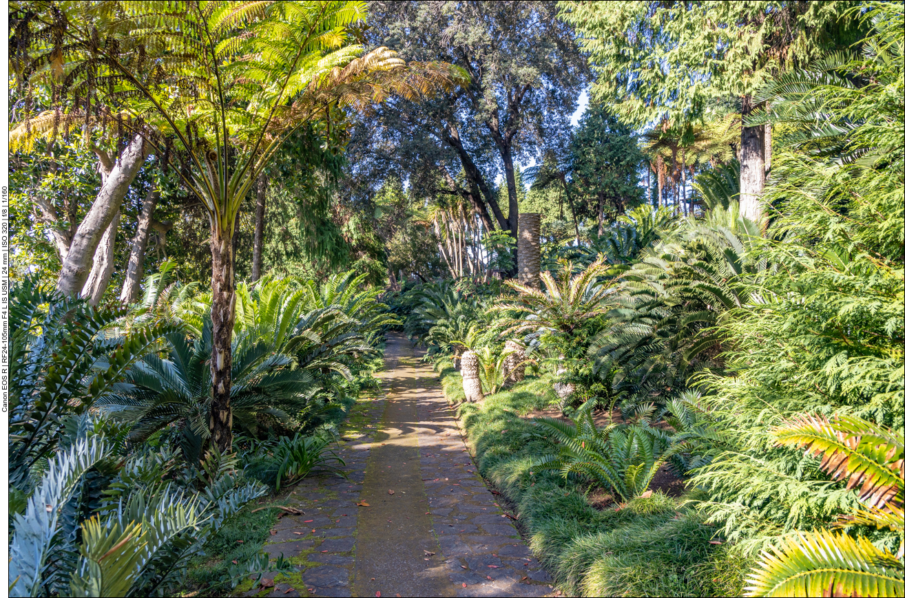 Palmengesäumter Weg