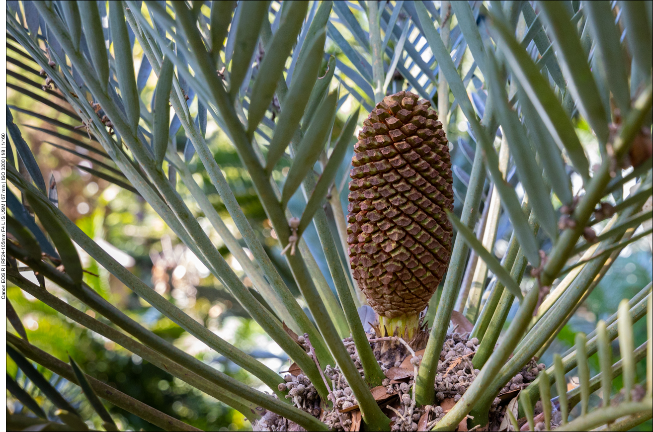 Japanischer Palmfarn [Cycas revoluta]