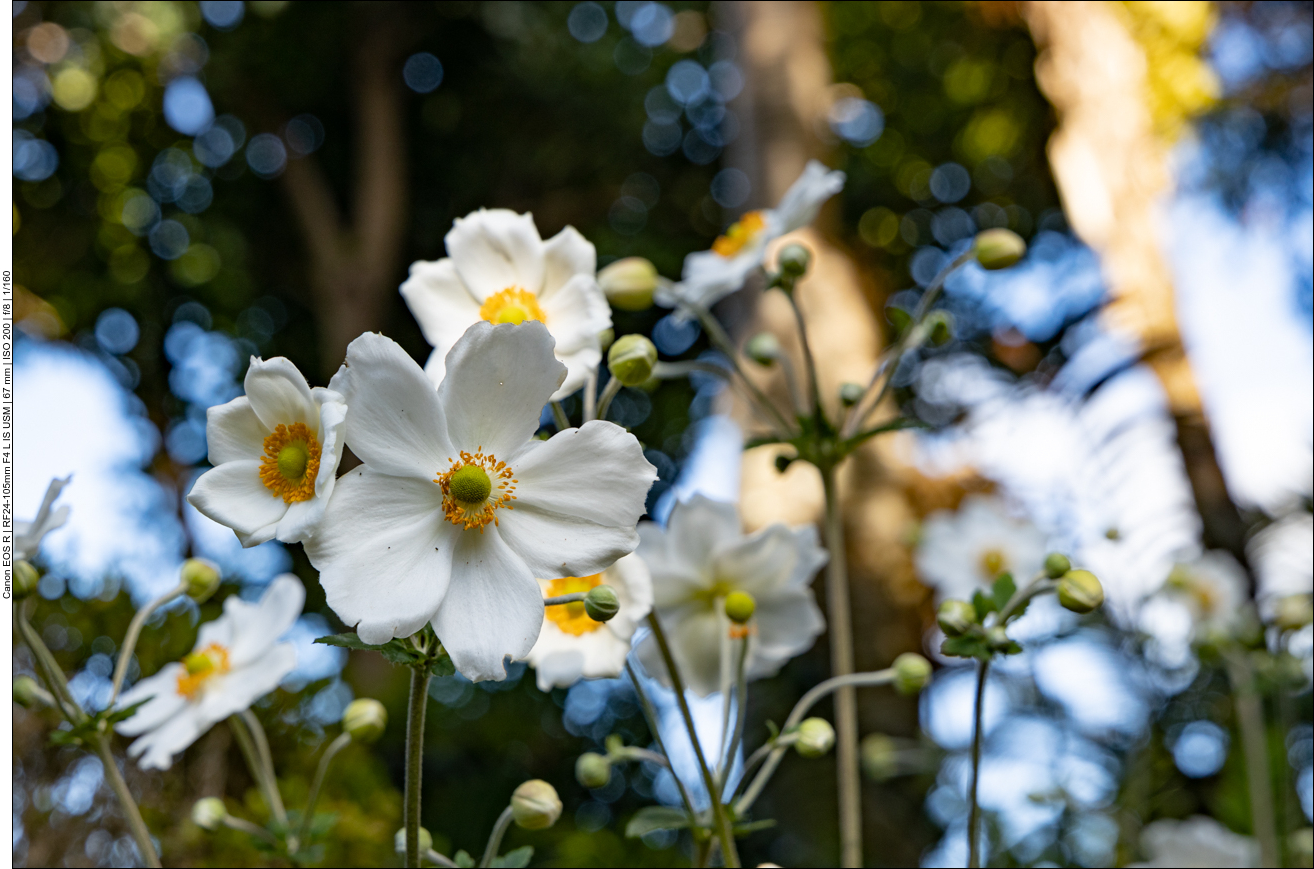 Herbst Anemone [Anemone hupehensis]