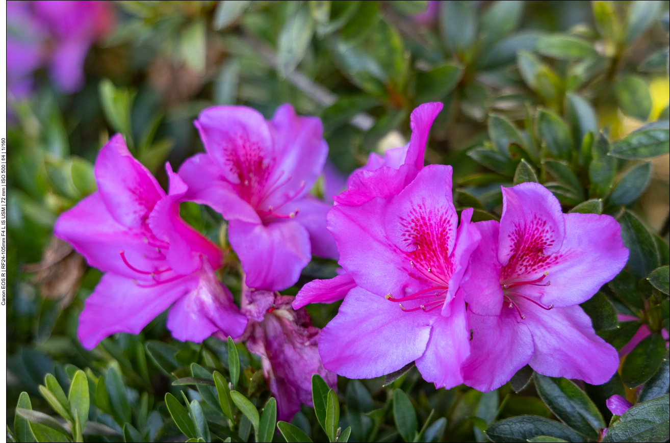 Azalee [Rhododendron simsii]