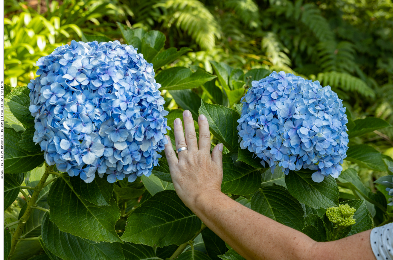 Größenvergleich, Hand gegen Hortensie
