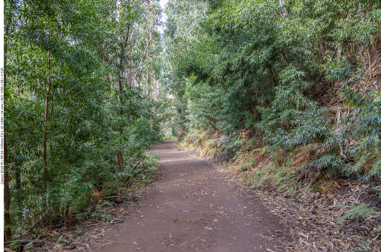 Wanderung durch üppiges Grün
