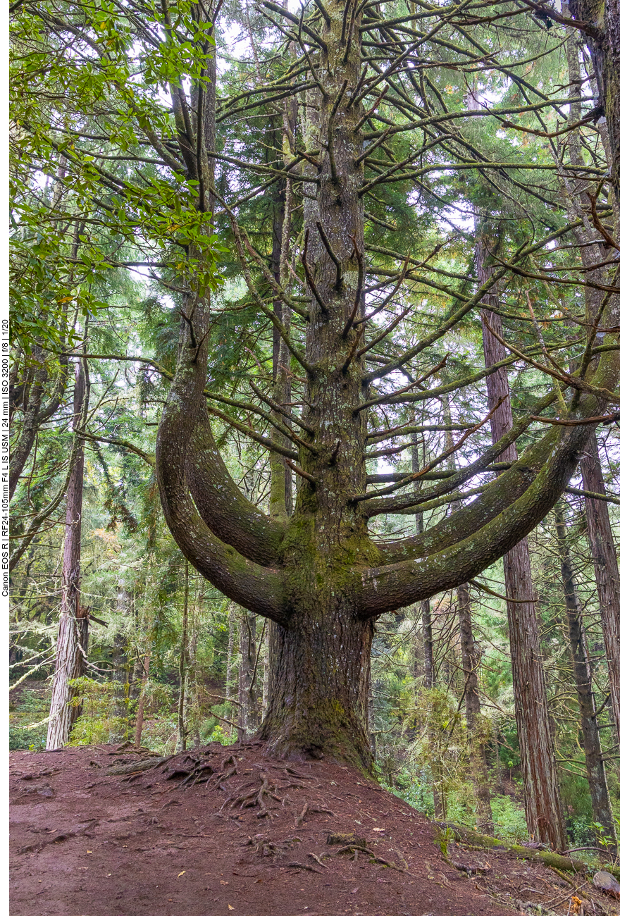 Äste wie ein Kandelaber