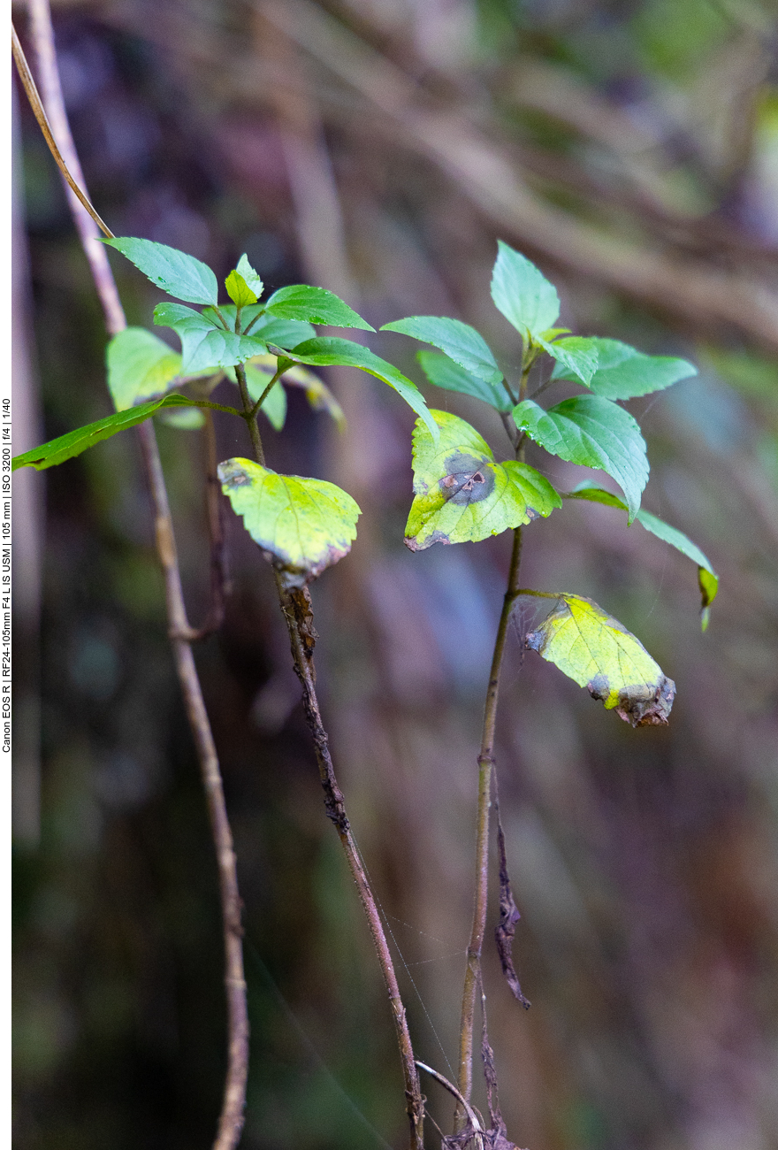 Die oberen Blätter frisch und saftig, die unteren sind schon am verwelken