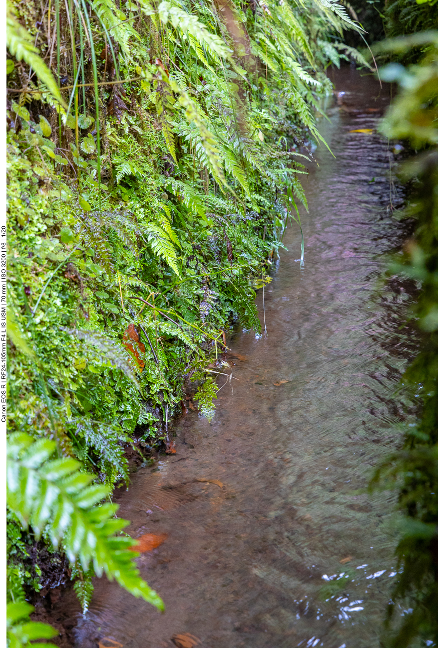 Feuchtigkeit liebende Farne wachsen überall