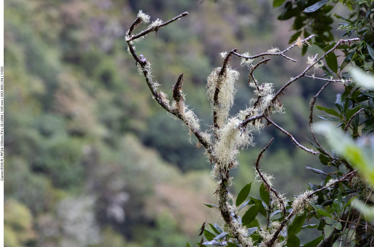 Spanish moss [Tillandsia usneoides]