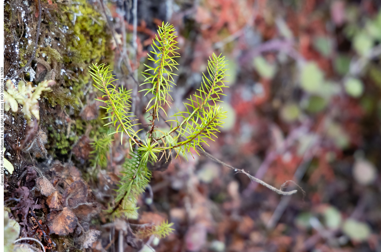 Berg Bärlapp [Lycopodium annotinum]
