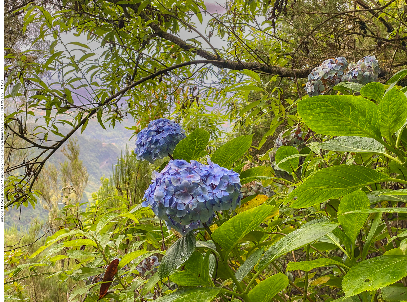 Überall wachsen hier Hortensien ...