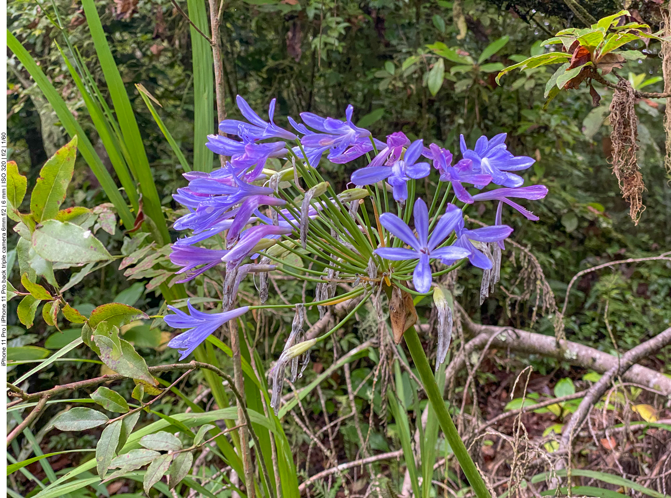 Schmucklilie [Agapanthus]
