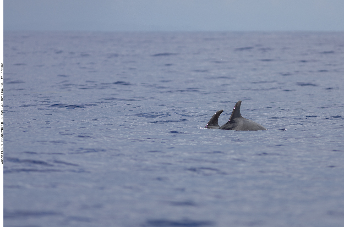 ... und sehen die ersten Delfine