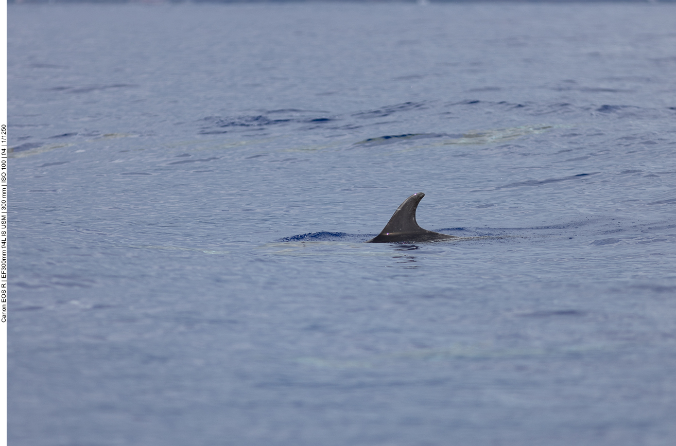 Mal sieht man nur eine Rückenflosse ...