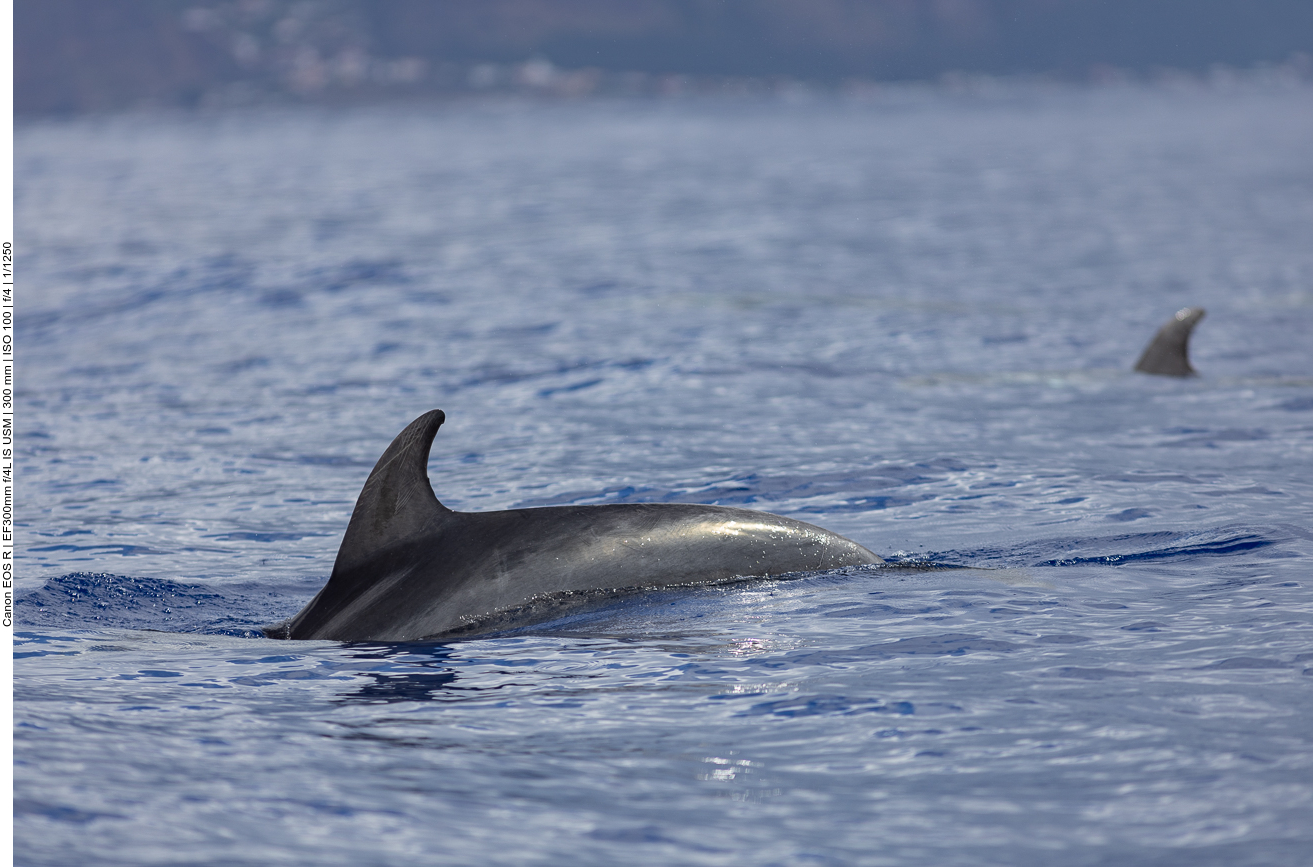 ... hin und wieder einen Rücken ...