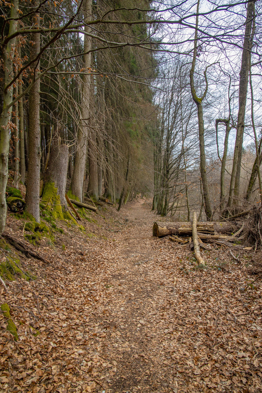 Waldweg zum ...