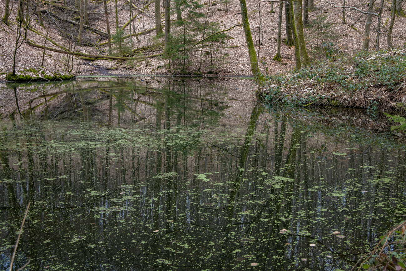Teich im Wald