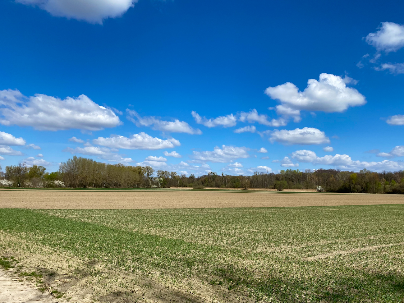 Herrliches Wetter an den Rheinauen