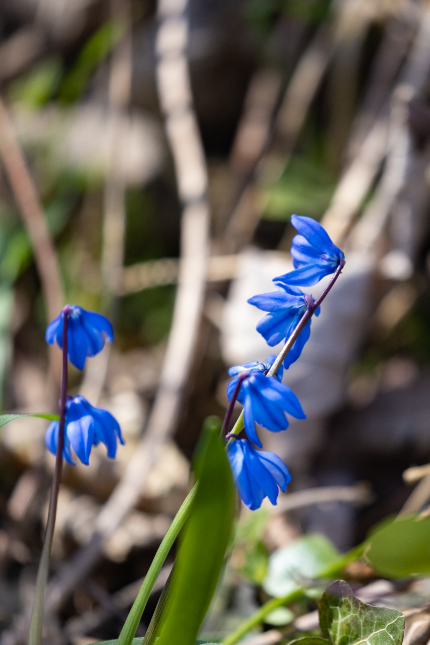 Sibirischer Blaustern [Scilla siberica], auch Nickende Sternhyazinthe und Sibirische Sternhyazinthe