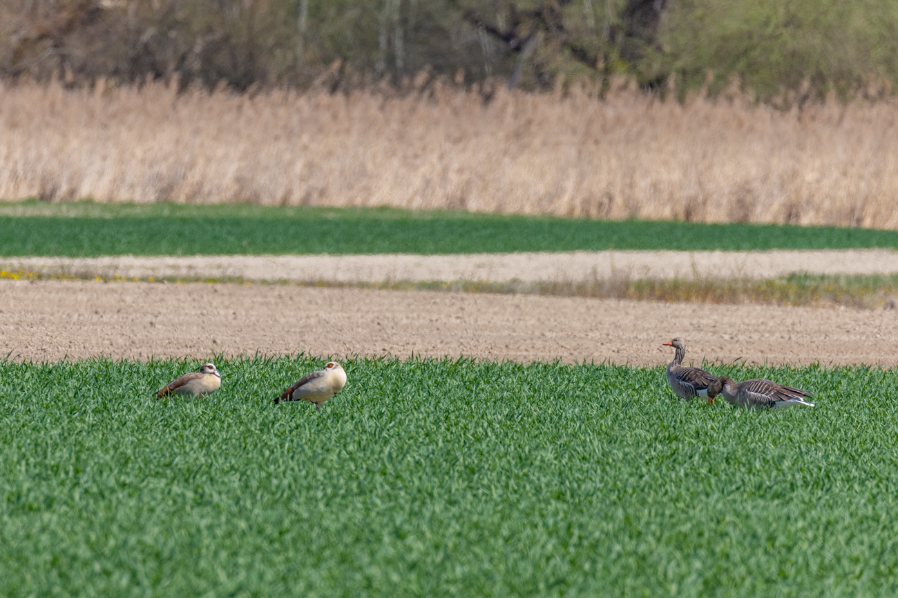 Links: Nilgänse, rechts: Graugänse