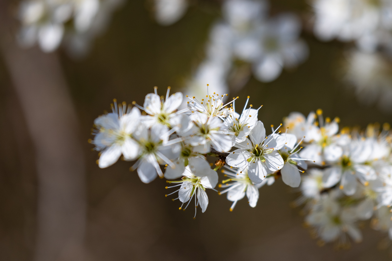 Schlehdorn [Prunus spinosa]