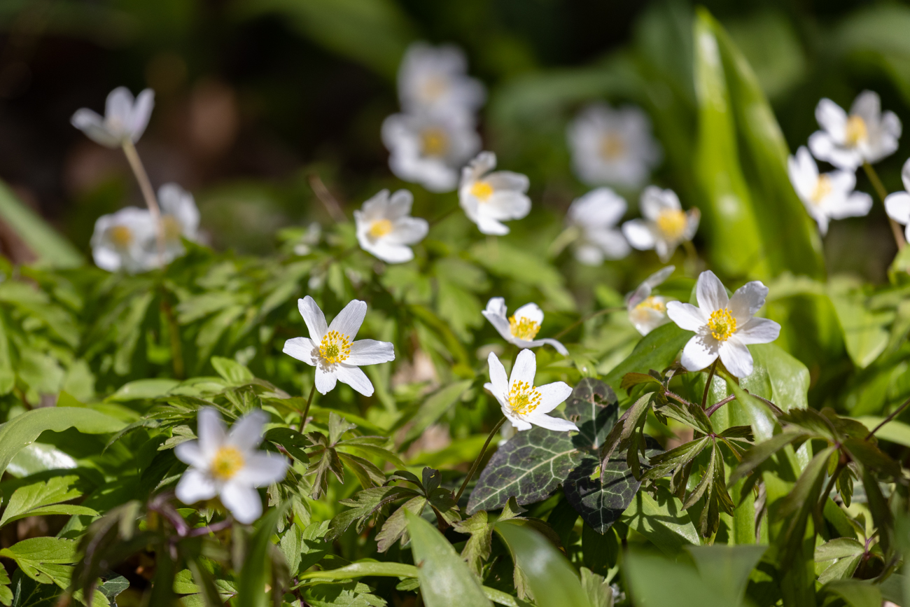 Buschwindröschen bzw. Busch-Windröschen [Anemone nemorosa]