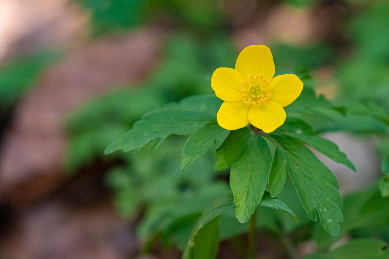 Kriechender Hahnenfuß [Ranunculus repens]