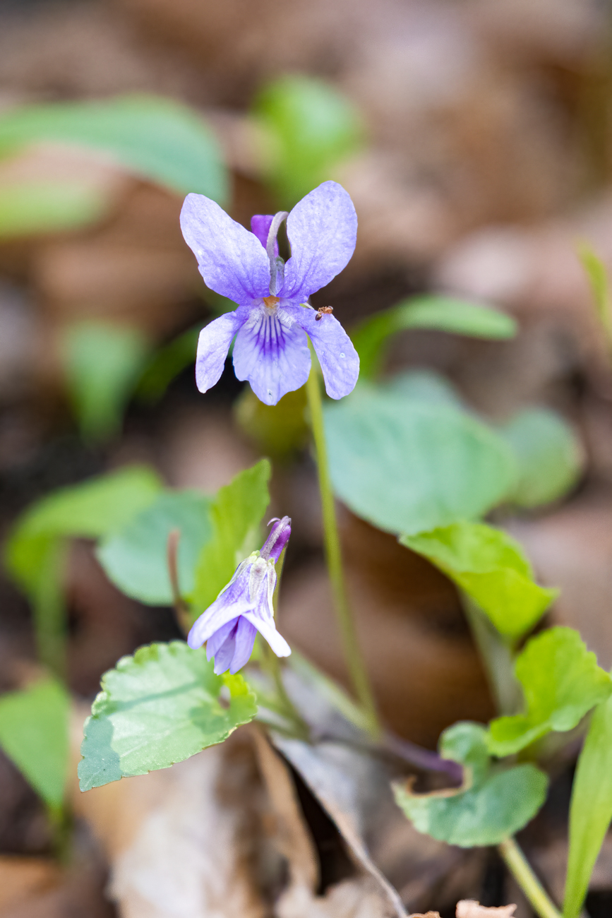 Duftveilchen [Viola odorata], auch Märzveilchen oder Wohlriechendes Veilchen