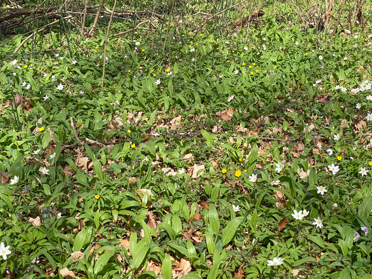 Der Wald ist voller Bärlauch ...