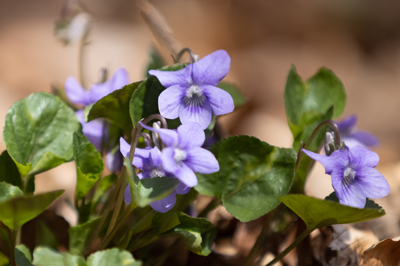Hain-Veilchen [Viola riviniana]