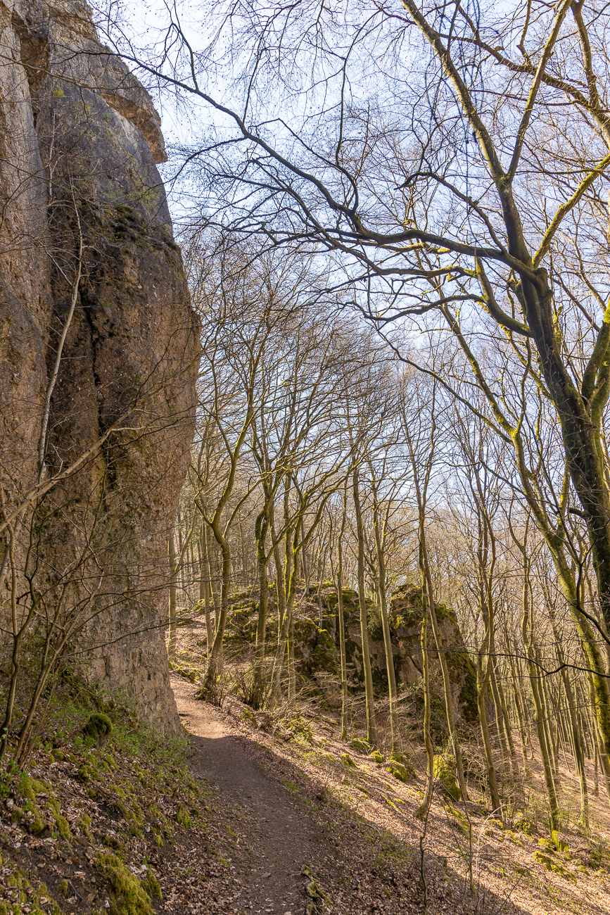Hain-Veilchen [Viola riviniana]
