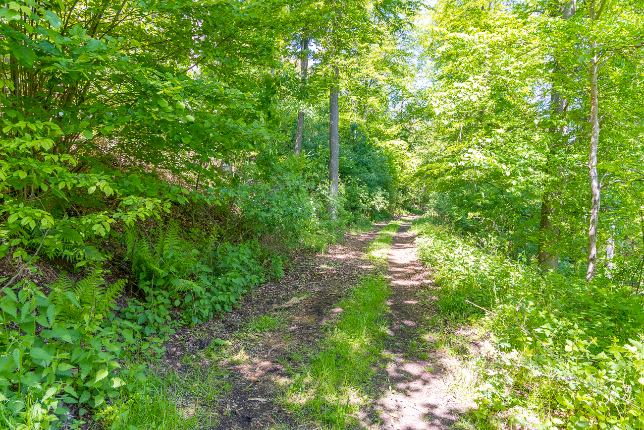 Sonnendurchfluteter Wald