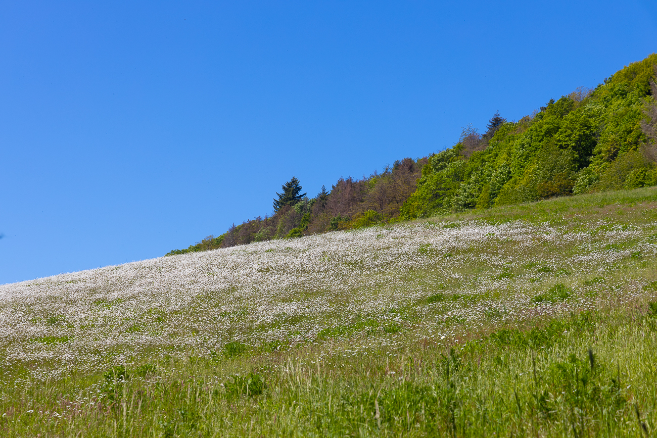 Blühende Wiese