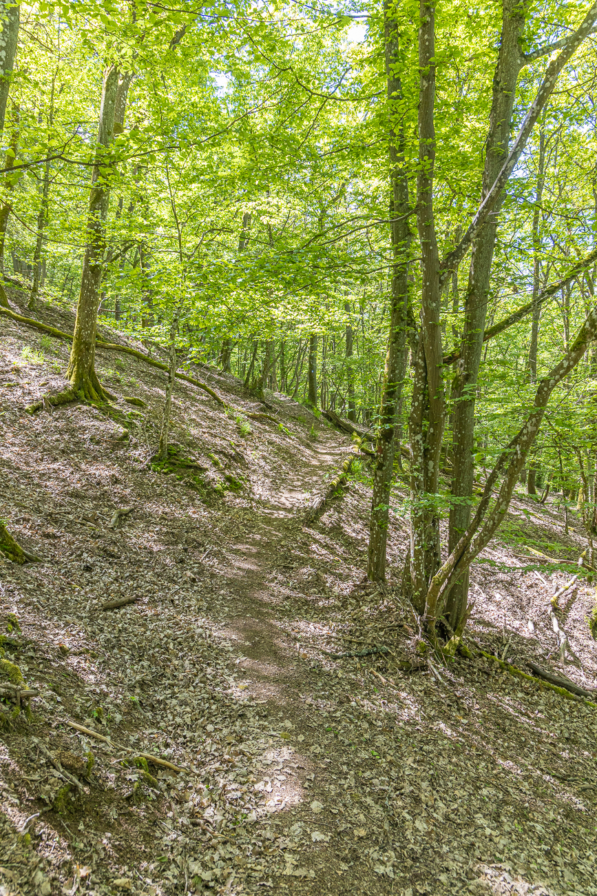 Pfad durch den Wald ...