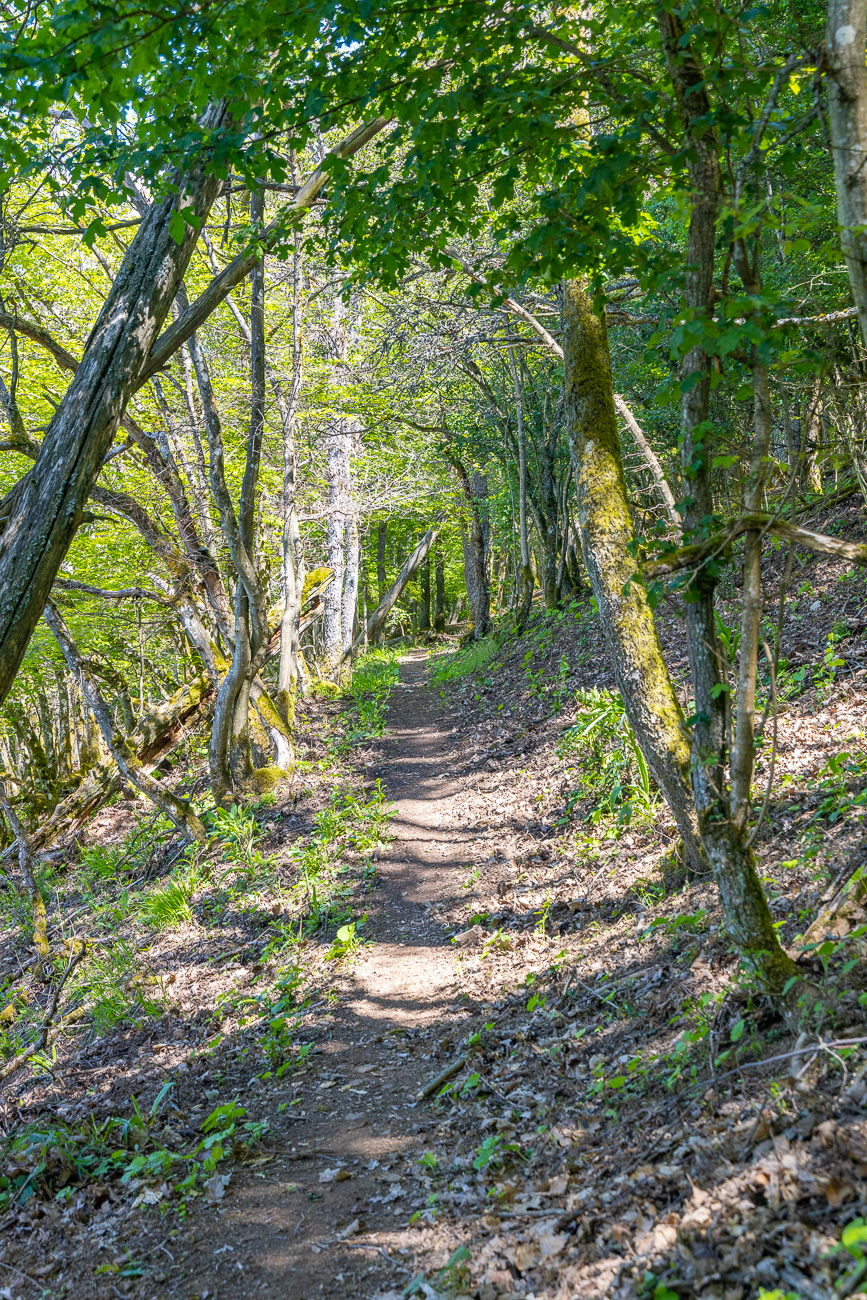 Laubenartiger Weg