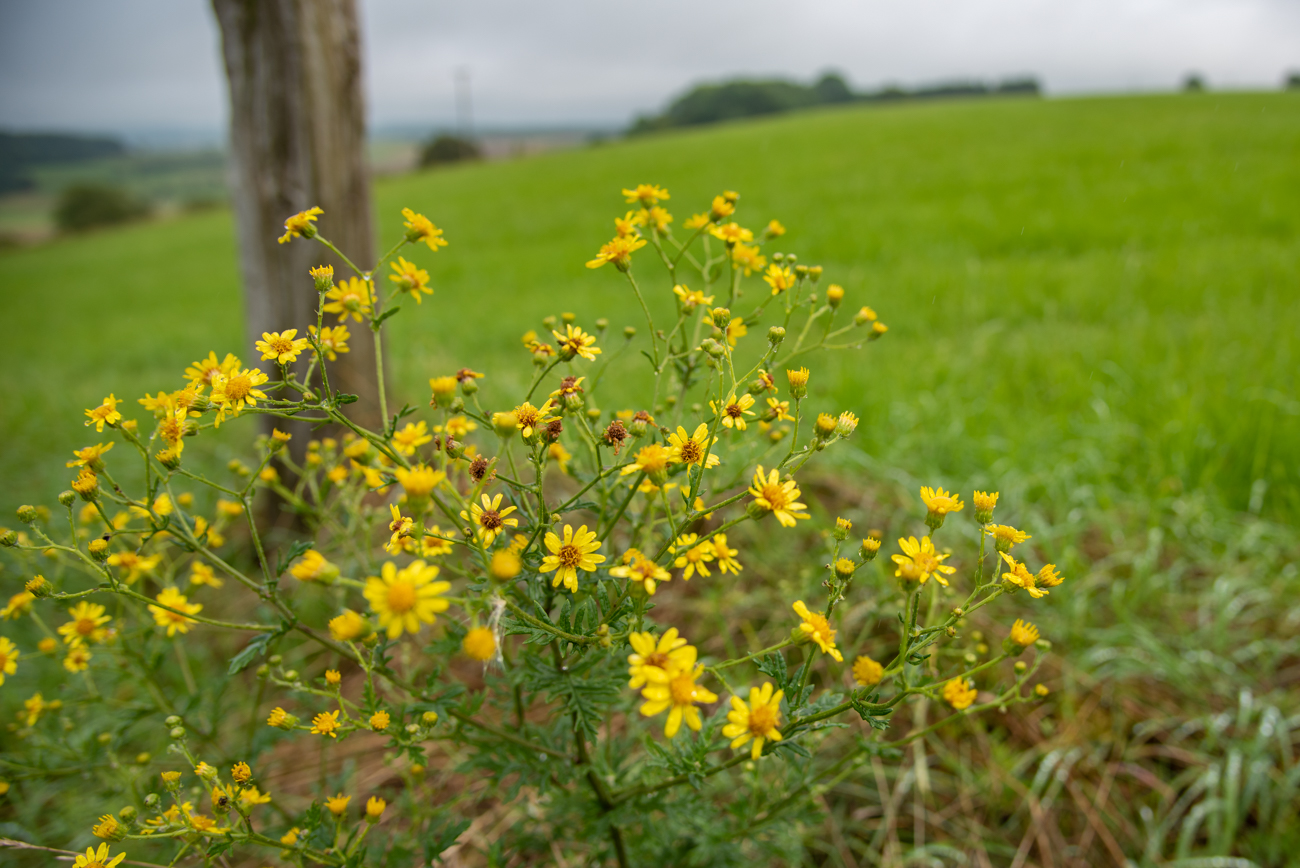 Sumpf-Greiskraut [Jacobaea paludosa]