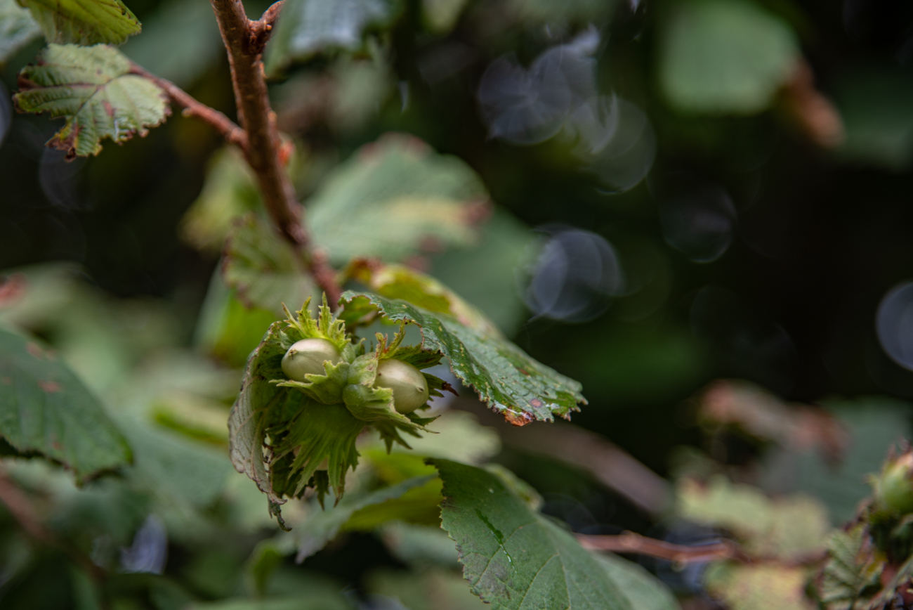 Die Haselnüsse brauchen noch etwas Zeit