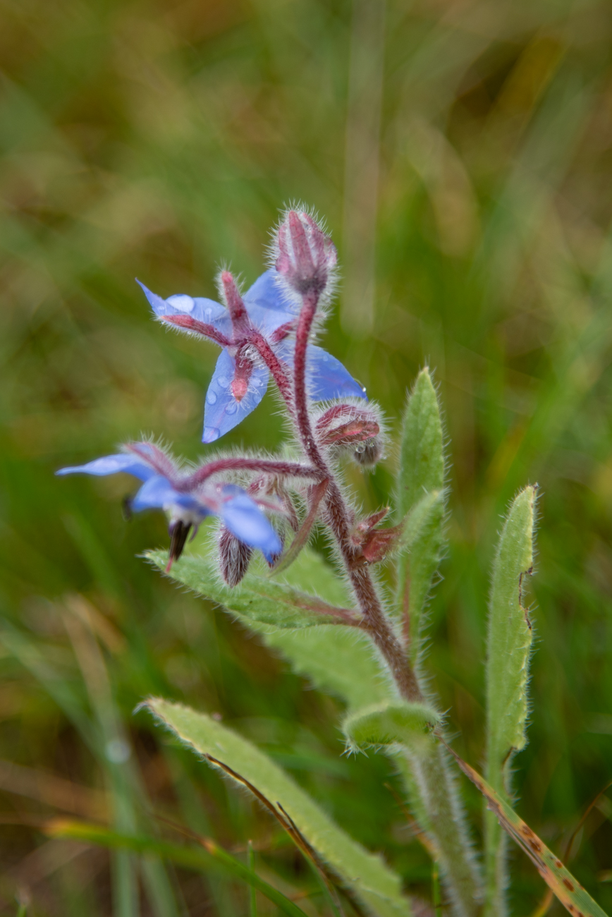 Einjähriger Borretsch [Borago officinalis]