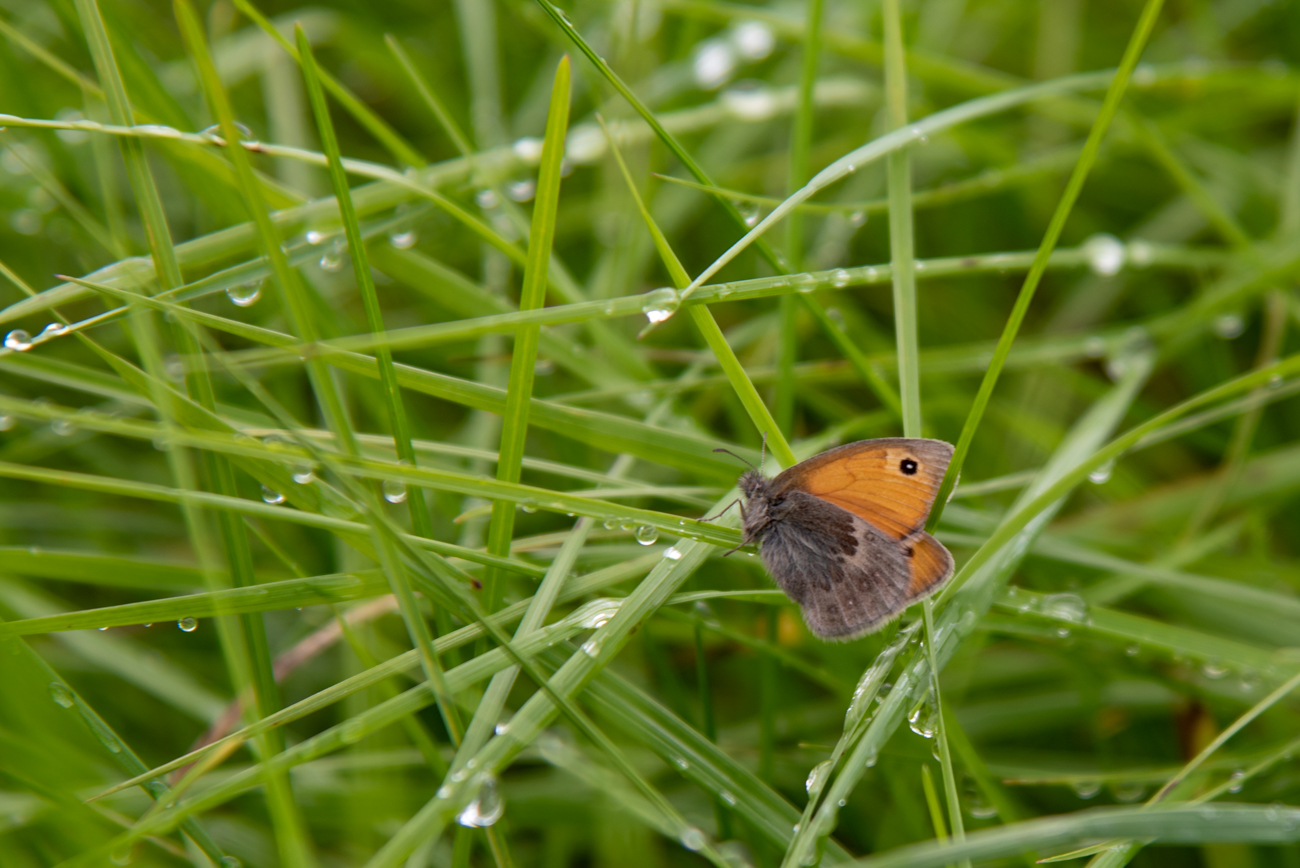 Kleines Wiesenvögelchen