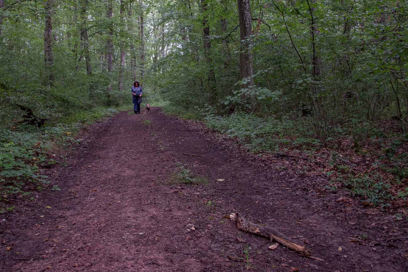 Durch den finsteren Wald