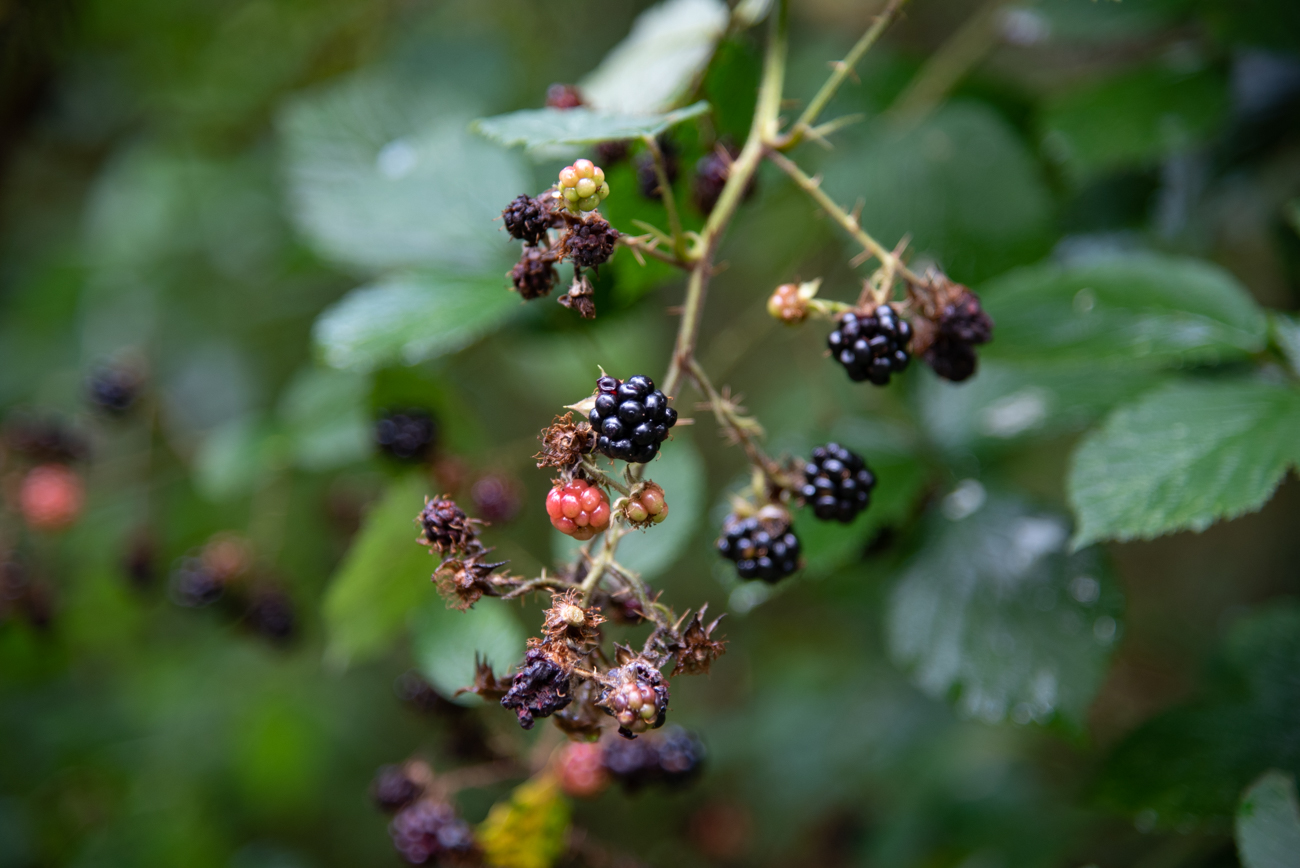 Manche Brombeeren schmecken bereits süß