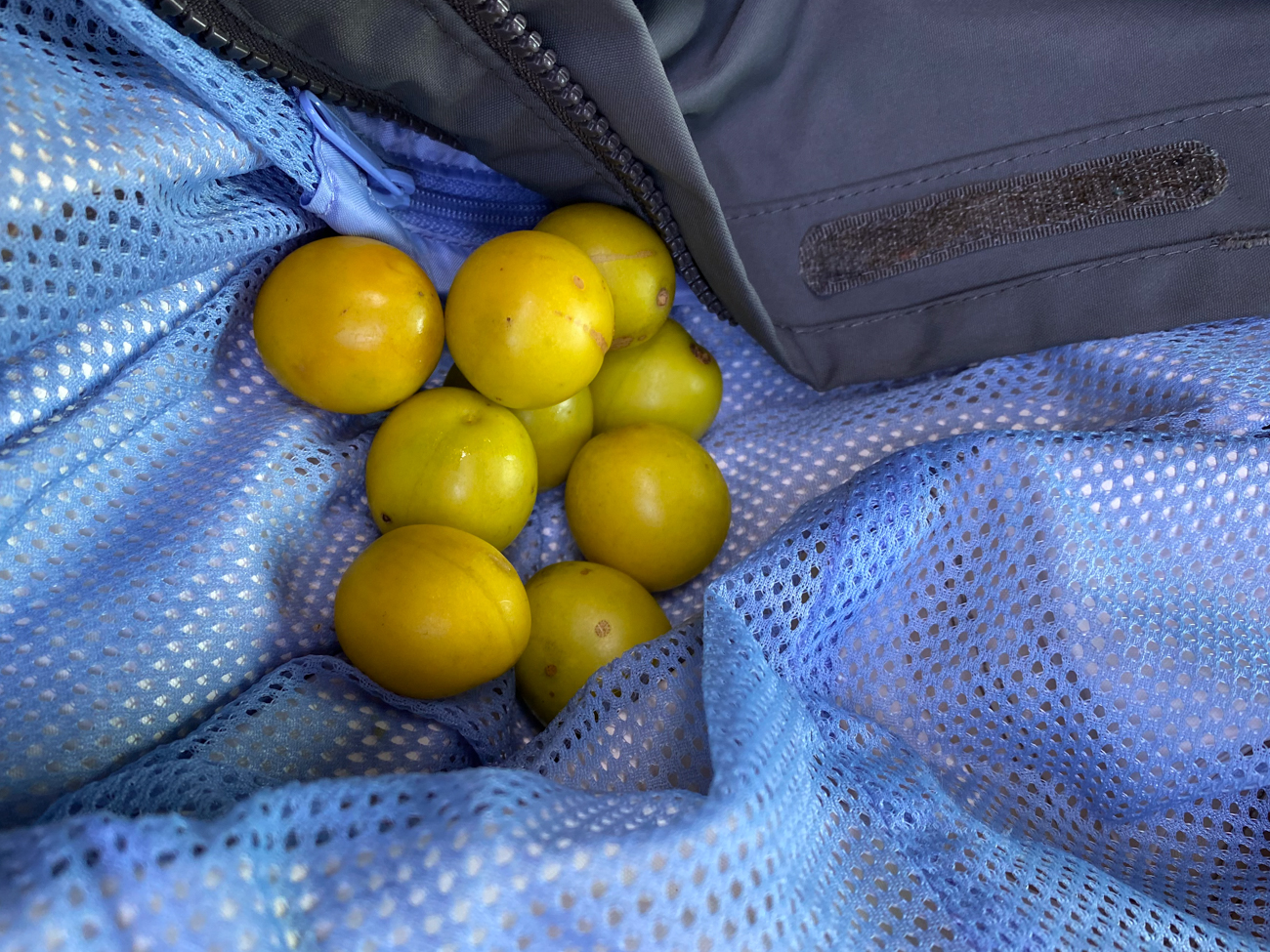 Einige Mirabellen haben wir auch noch gesammelt