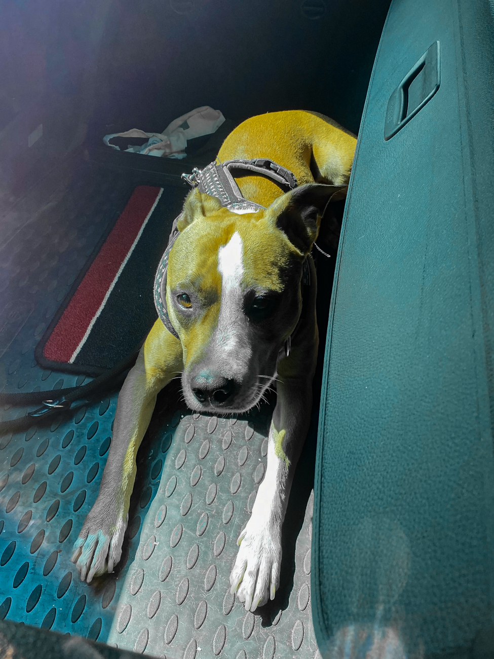 Hundemüde im Auto ;-)