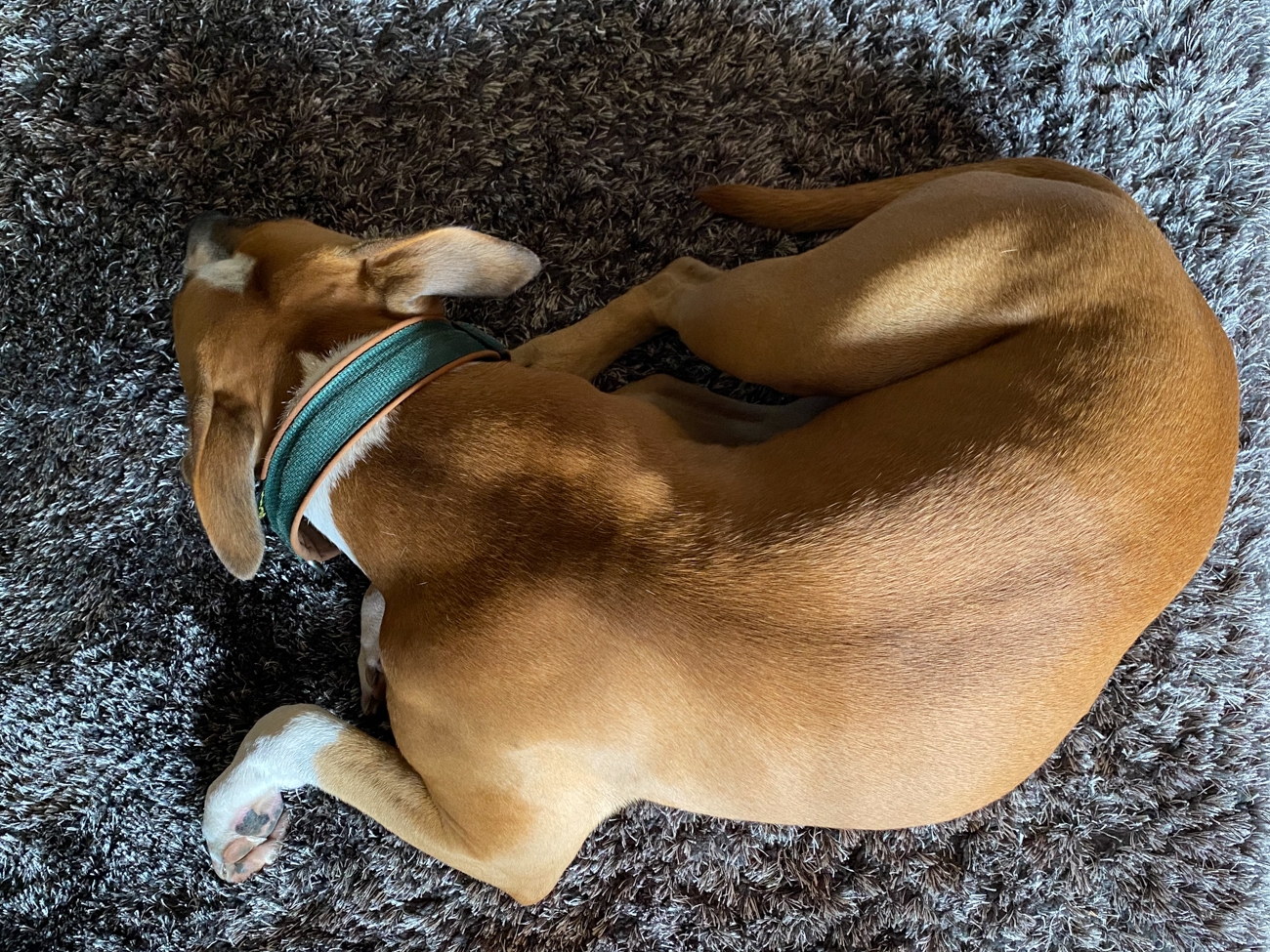 ... schläft Gretchen zu unseren Füßen ;-)