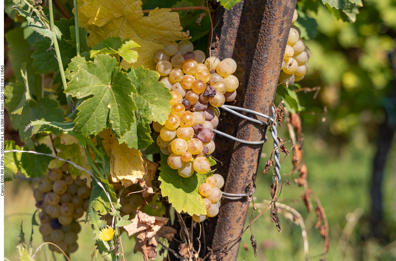 Die Trauben sind fast reif