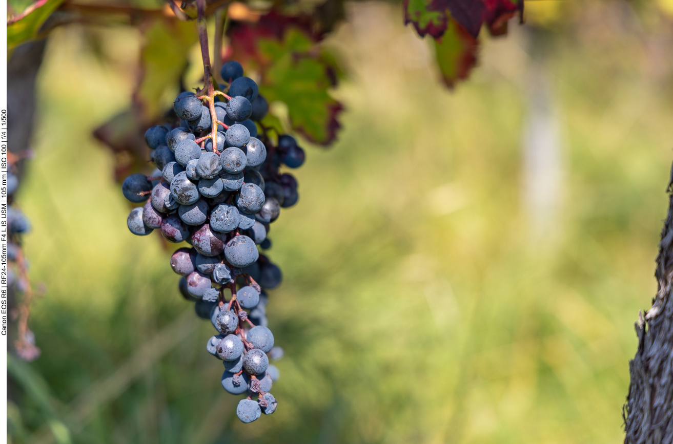 Rotwein in Sicht ;-)