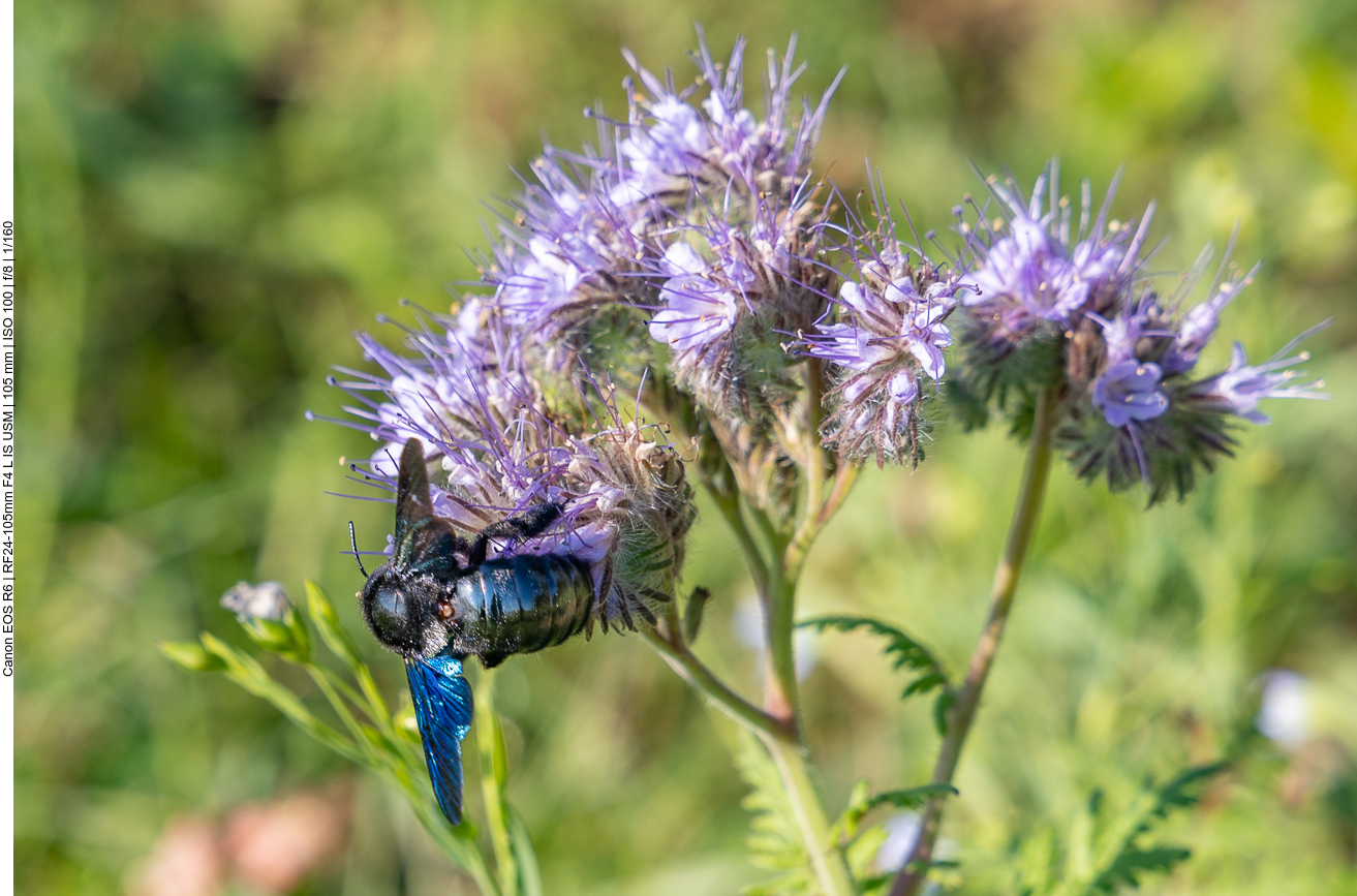 Blaue Holzbiene [Xylocopa violacea]