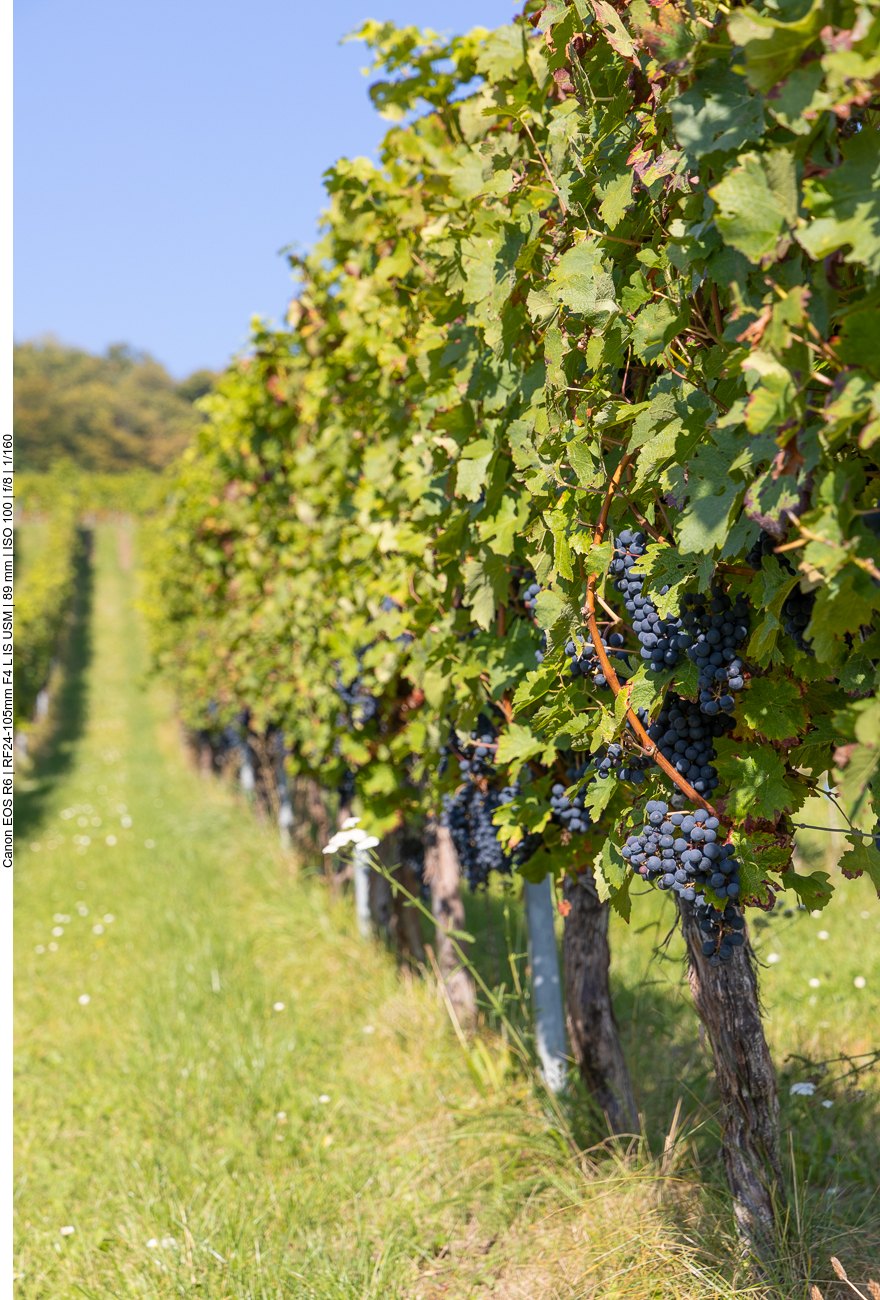 Die Reben sind voller Trauben